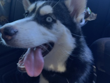 Siberian Husky – male Siberian husky – Antelope