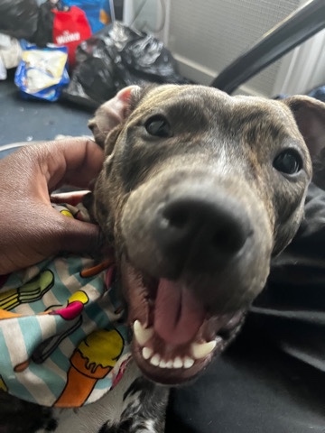 Blue Nose Pit mixed with Pressa Canario