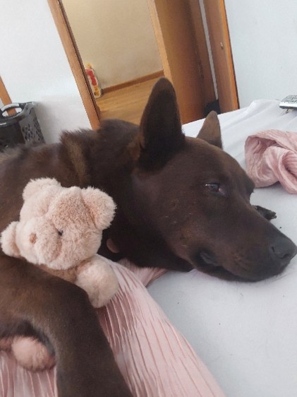 Belgian Shepherd Dog (Malinois) – Belgian Malinois dog ❤