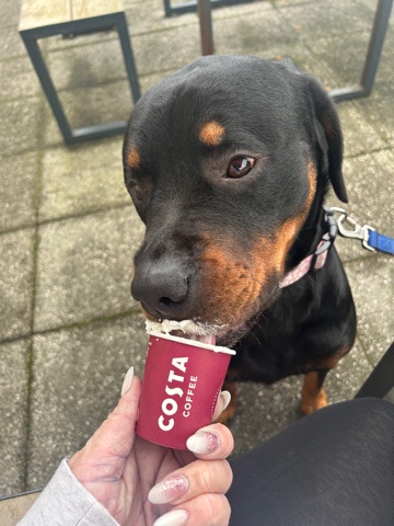 Rottweiler – Beautiful Rottie Pups due 26/01/24
