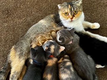 Scottish Fold – 1 Scottish Fold Kitten left now for sale – Boston