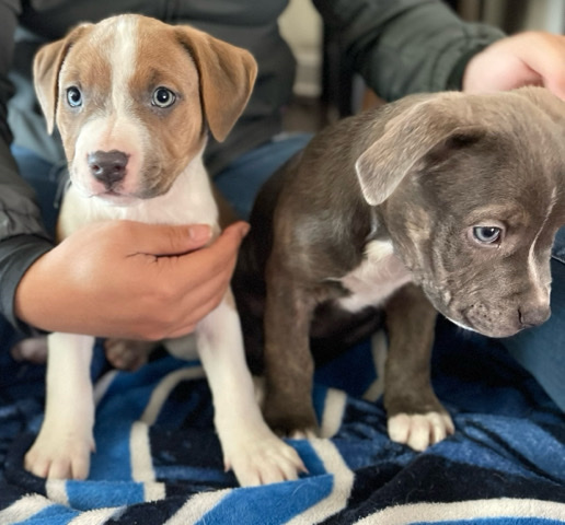 American Bulldog – Bullboxer Puppies for Sale