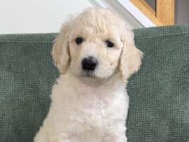 Goldendoodle – F1bb Standard Goldendoodle – Renfrew