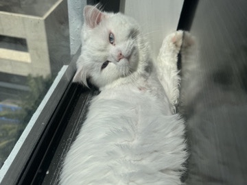 Persian (Traditional) - classic Persian available for adoption in Miami