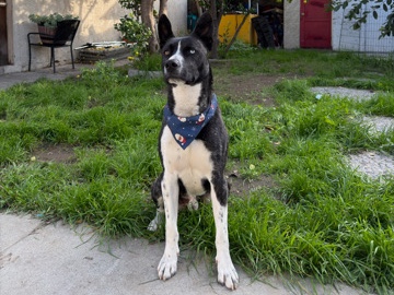 Australian Cattle Dog – Trying to find new home for dog – Compton