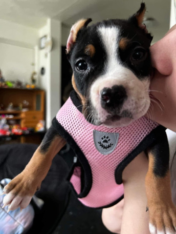 American Bulldog – American bully