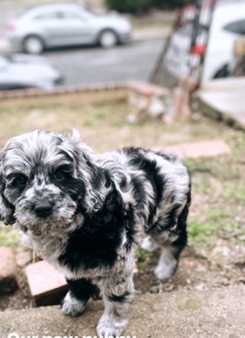 cockapoo
