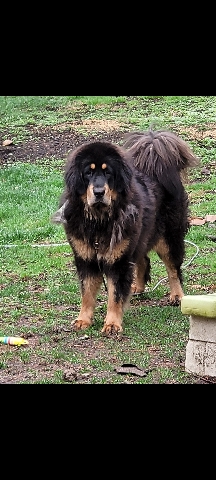 Tibetan Mastiff – beloit Wisconsin