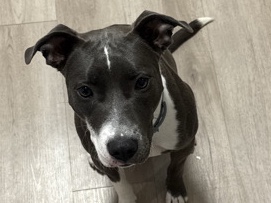 Staffordshire Bull Terrier – staffy mix puppy – San Diego