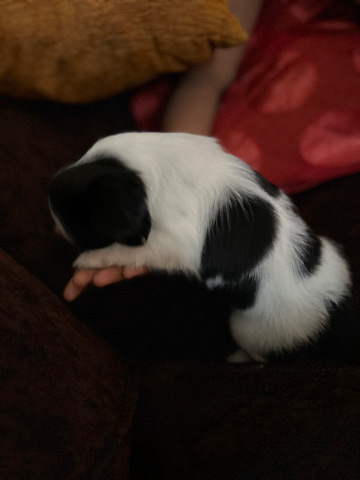 Shih Tzu – male black and white shihtzu