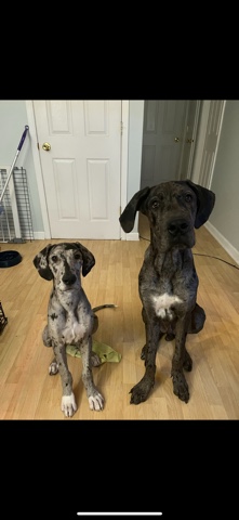 Great Dane – Great Danes