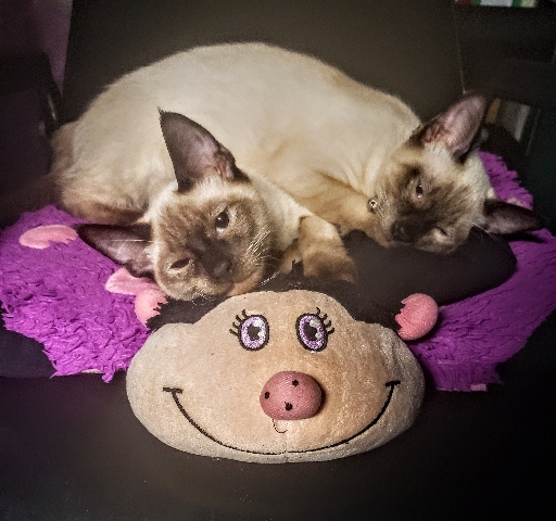 Siamese β 2 Siamese Brothers