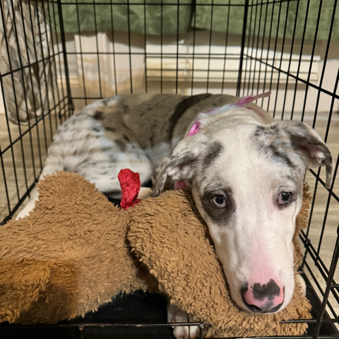 Australian Shepherd – rehoming needed!!