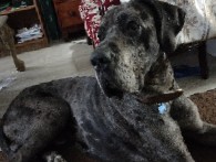 Great Dane – Adult Great Dane