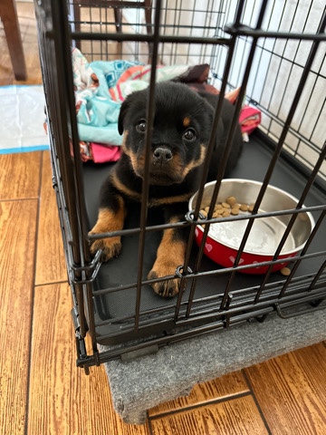 Rottweiler – Rottweiler puppy female for sale