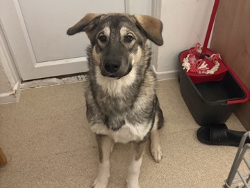 Siberian Husky – meet storm the Siberian huskey – Northampton