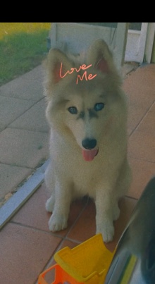 Siberian Husky – husky