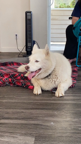 Samoyed – Rehome ❤️