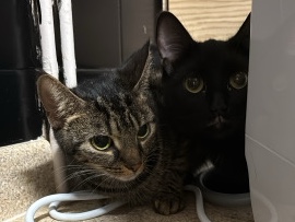 American Shorthair – luna and binx – Cambridge