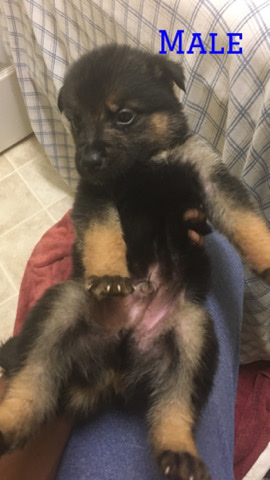 German Shepherd – Tri Colored German Shepherd