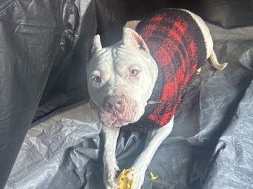 Dogo Argentino – Munster❤️ – Reno