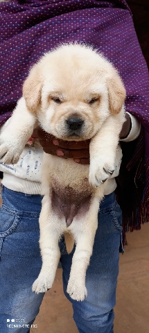 Labrador Retriever – labrador breed