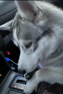Siberian Husky – Kuno