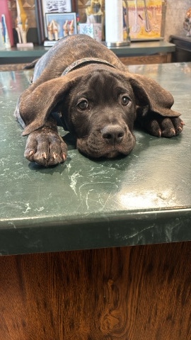 Perro de Presa Canario – needs a loving family