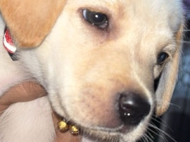 Labrador – Ujhani