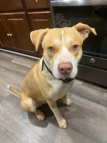 American Pit Bull Terrier – Pitsky Rehome