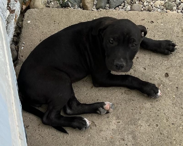 American Pit Bull Terrier – pups for sale