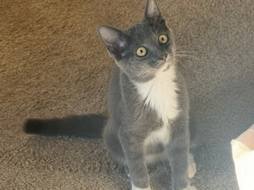 American Shorthair – Hi I’m Bella :) – Baltimore