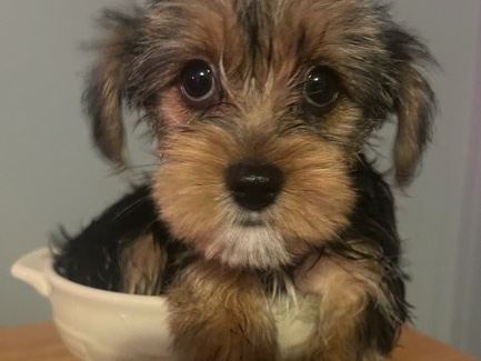 Yorkshire Terrier – Yorkshire Terrier for Sale – Skipwith