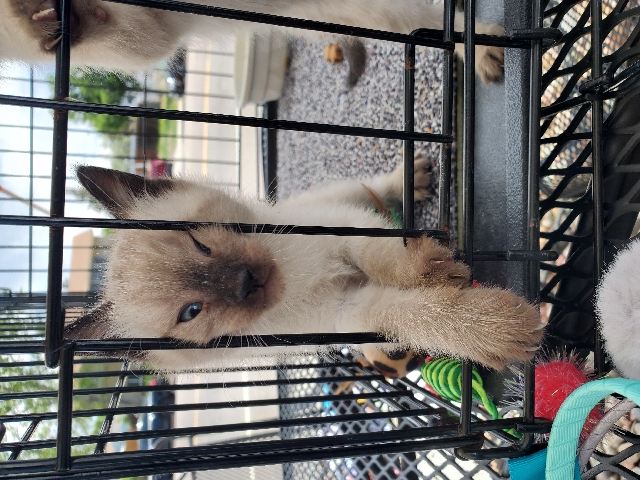Siamese – cats for sale