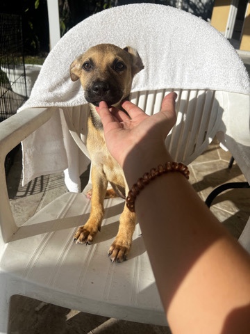 German Shepherd – German Pit Puppies