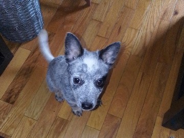 Australian Cattle Dog – Blue Heeler Puppy – Calgary
