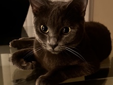 Russian Blue – gracie – Phoenix