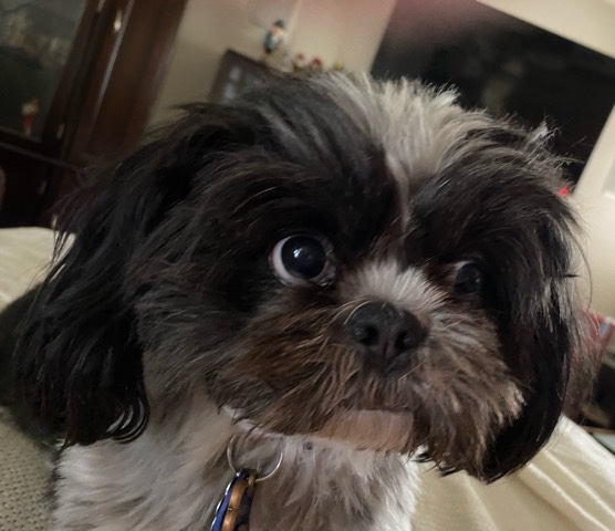 Shih Tzu – Needs a buddy