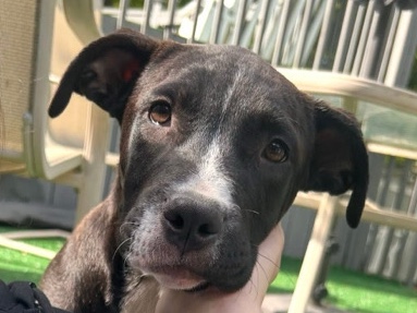 Mixed Breed – 🐾 Meet Kidd – Available for Adoption Soon! 🐾 – Stroudsburg