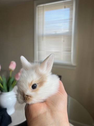Lionhead – lionhead bunnies