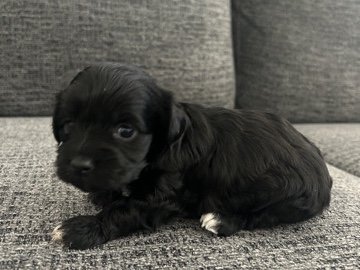 Cockapoo – Puppies – Los Angeles