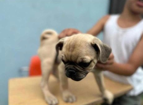 Pug – male pug puppy