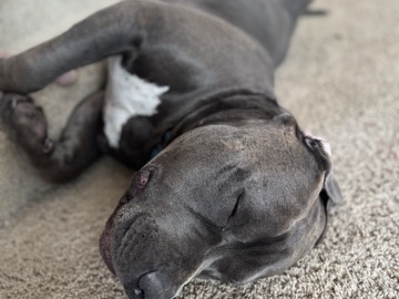 Purebred American Bully, Leo – Turner