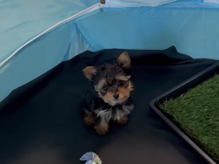Maltese – cute Yorkie puppy – Milwaukee