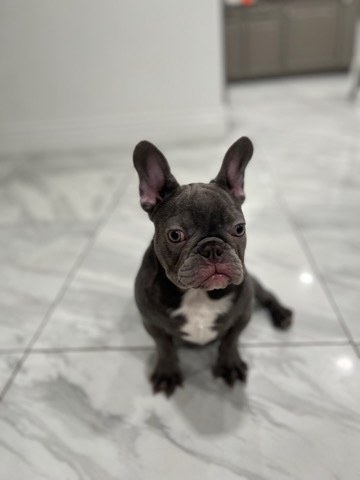 French Bulldog – Frenchie