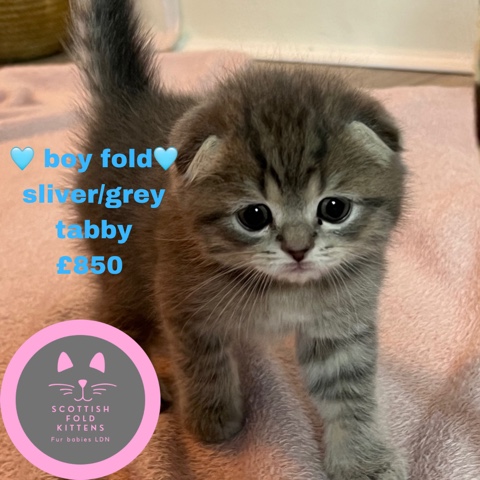 Scottish Fold – reduced Scottish fold kittens £600 tica reg