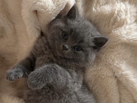 British Shorthair – kattunge – Sjöbo