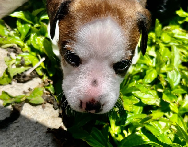 Dachshund – Chiweenie