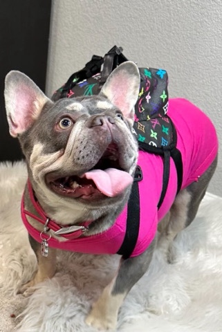 French Bulldog – Fendi…..AKC Frenchie