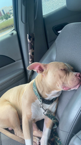 American Pit Bull Terrier – new home for my pet son